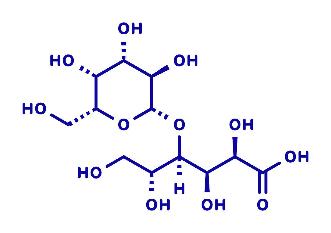 Lactobionic acid molecule, illustration