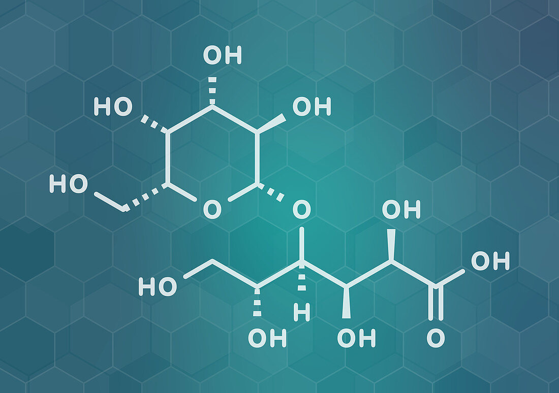 Lactobionic acid molecule, illustration