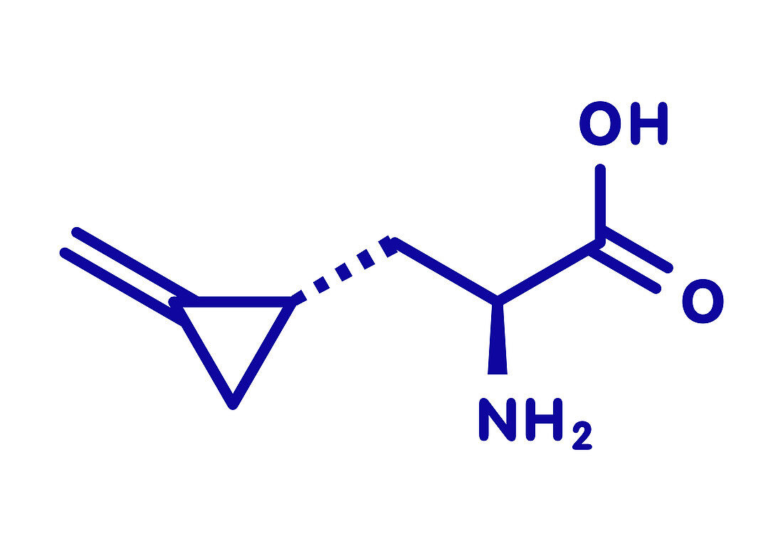 Hypoglycin A molecule, illustration