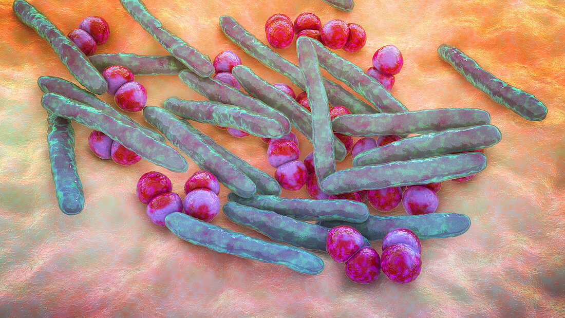 Mycobacterium and Streptococcus bacteria, illustration