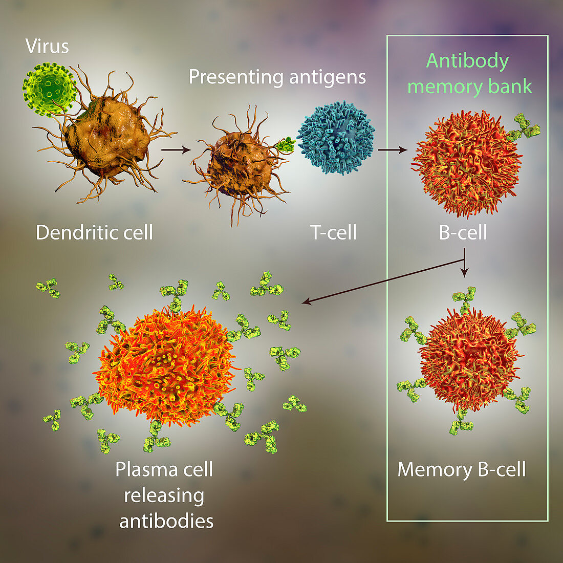 Mechanisms of immune defence against viruses, illustration