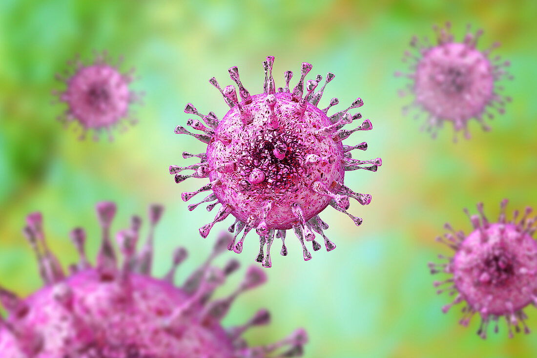 Human cytomegalovirus, illustration