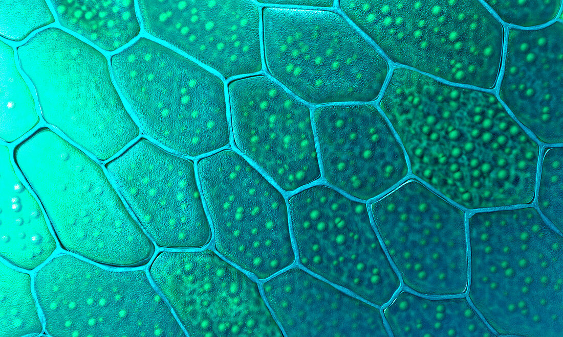 Plant cells, illustration