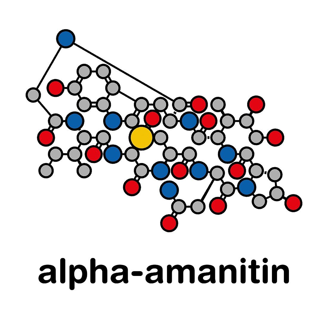 Alpha-amanitin death cap toxin molecule, illustration