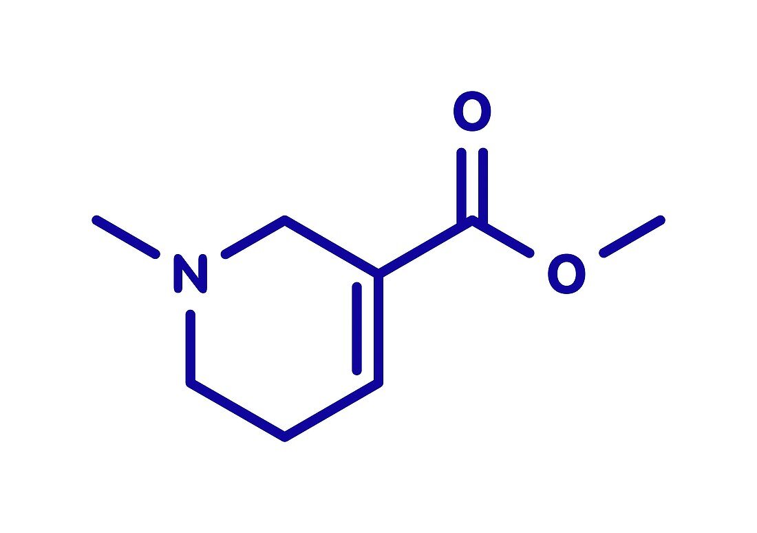 Arecoline areca nut stimulant compound, illustration