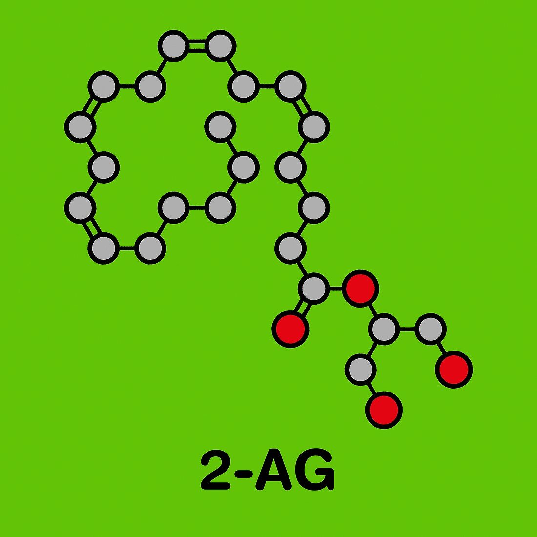 2-Arachidonoylglycerol endocannabinoid neurotransmitter