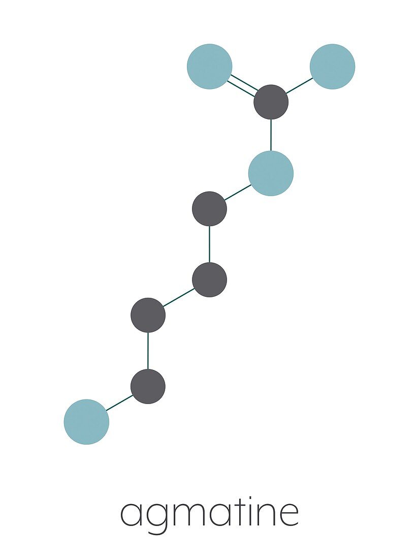 Agmatine molecule, illustration