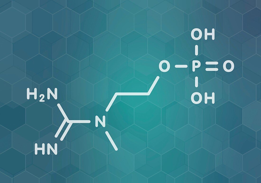 Creatinol-O-Phosphate molecule, illustration