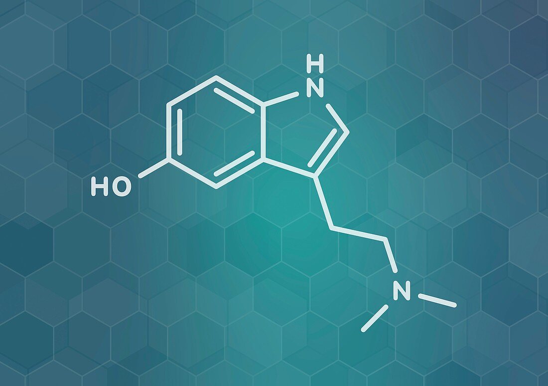 Bufotenin molecule, illustration