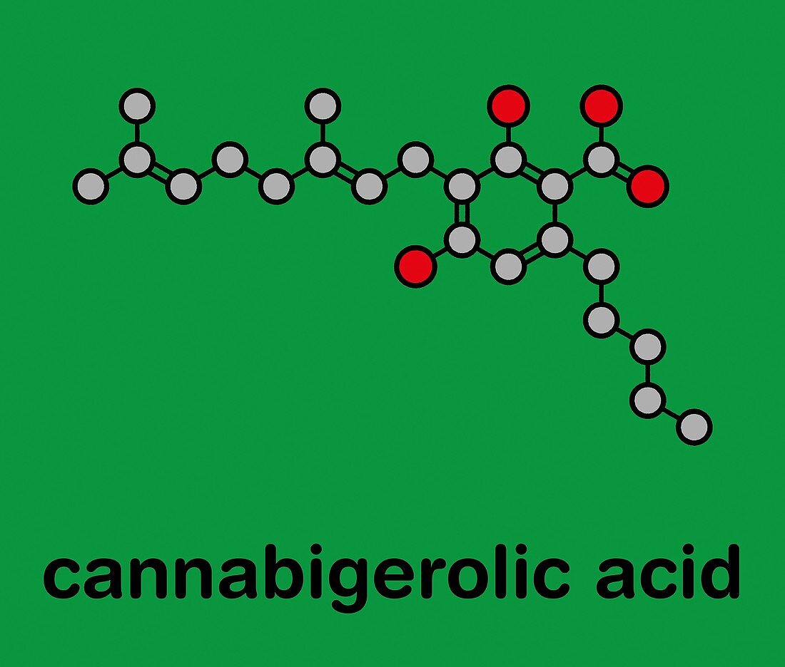 Cannabigerolic acid cannabinoid molecule, illustration