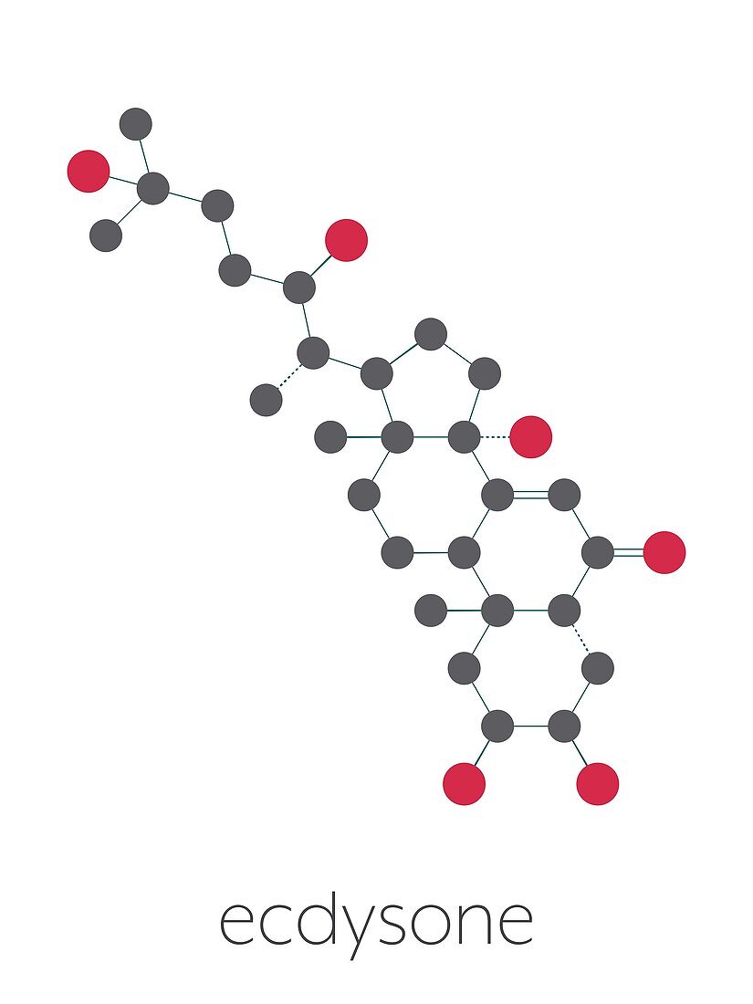 Ecdysone insect moulting prohormone, illustration