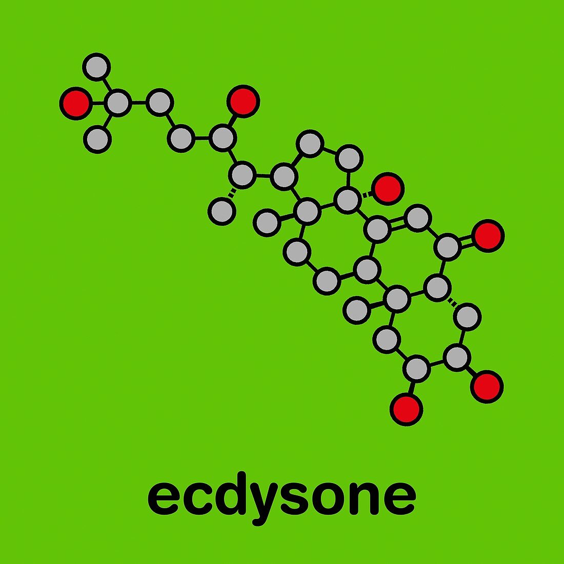 Ecdysone insect moulting prohormone, illustration