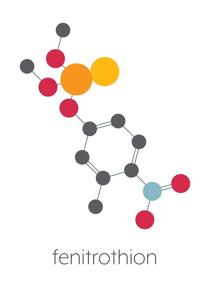 Fenitrothion phosphorothioate insecticide, illustration