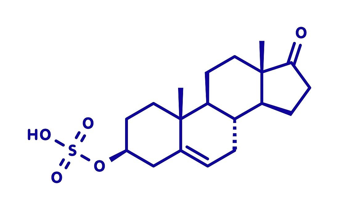 Dehydroepiandrosterone sulfate hormone, illustration