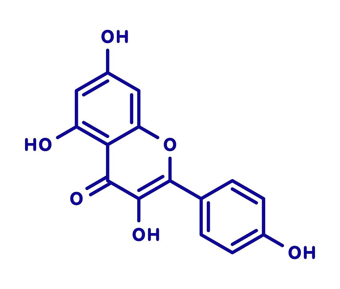 Kaempferol antioxidant molecule, illustration