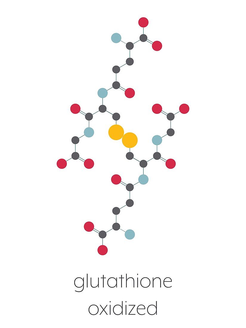 Oxidized glutathione molecule , illustration