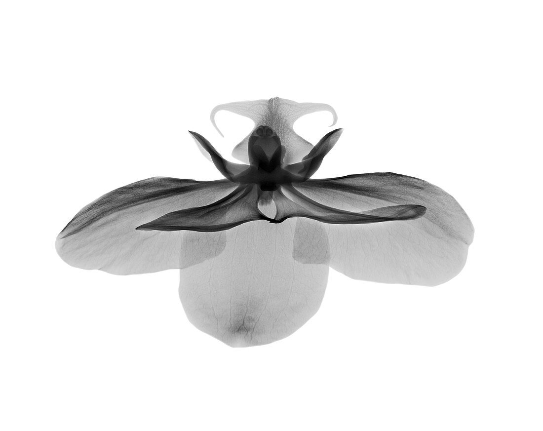 Orchid (Phalaenopsis sp.) flower, X-ray