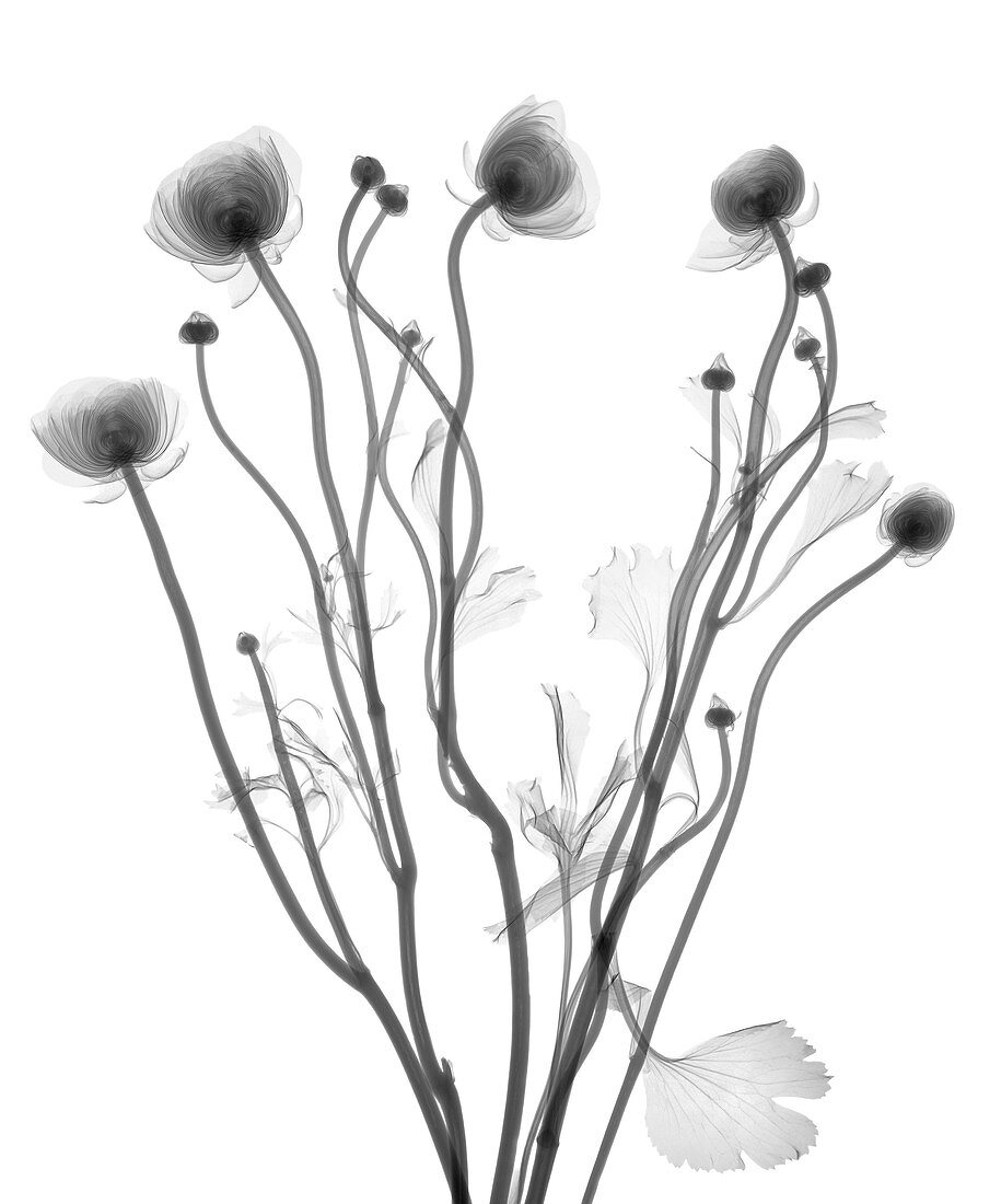 Buttercup (Ranunculus sp.), X-ray