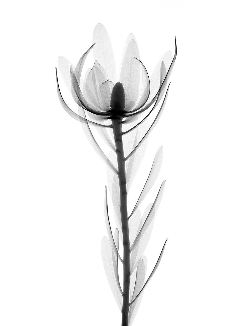 Conebush (Leucadendron sp.), X-ray