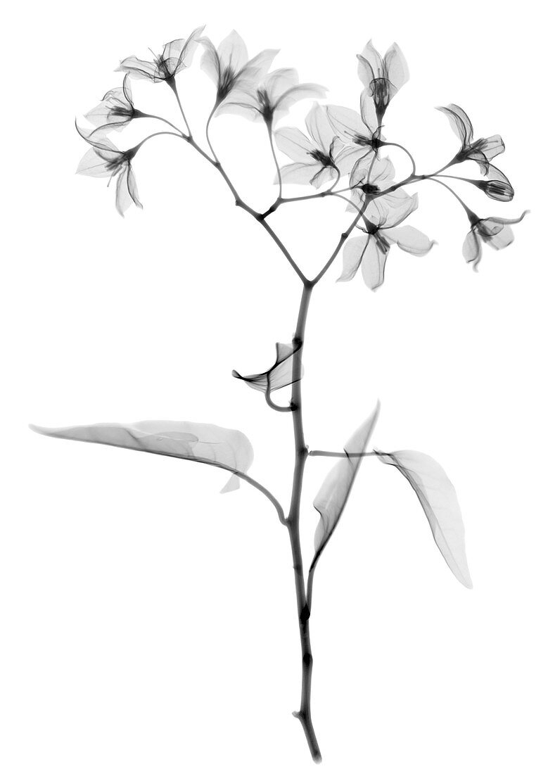 Aubergine (Solanium sp.), X-ray