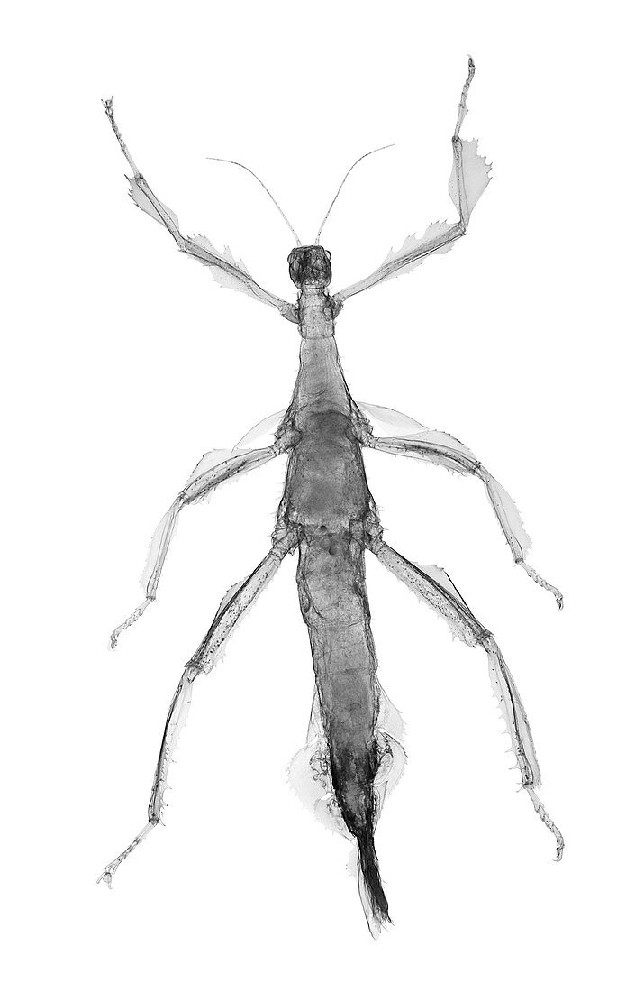 Stick insect, X-ray