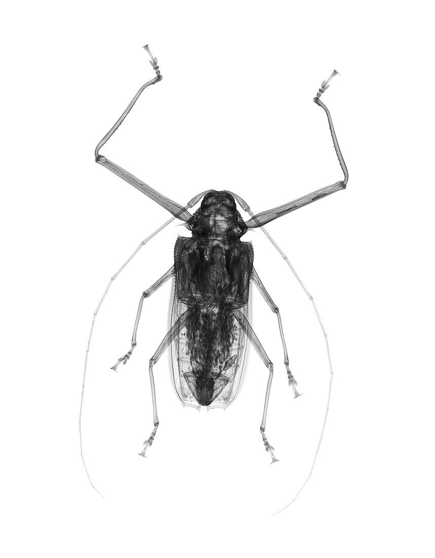 Harlequin beetle, X-ray