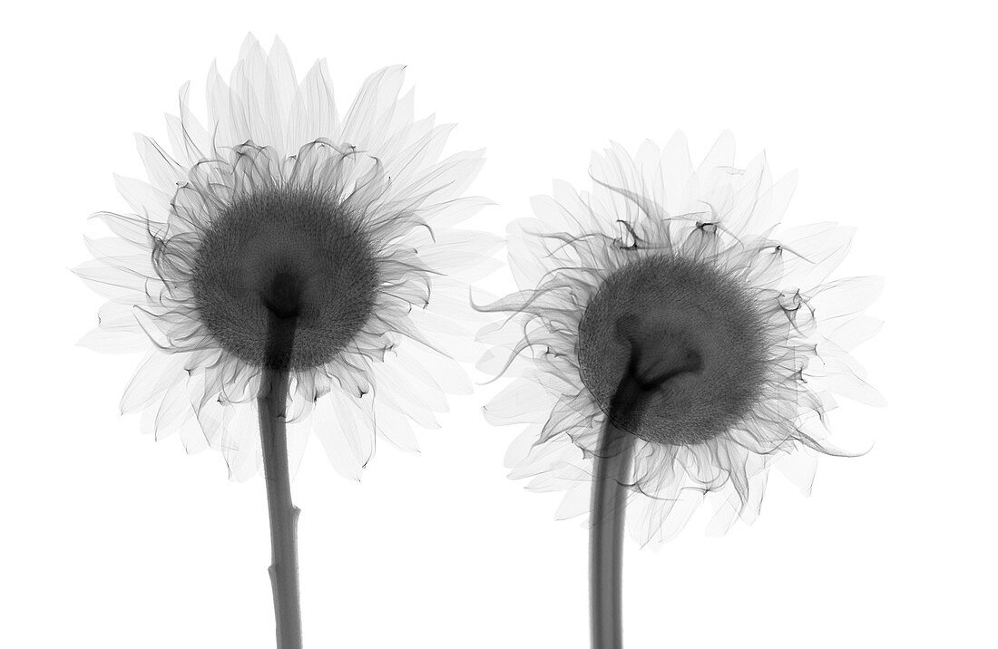 Two sunflowers (Helianthus sp.), X-ray