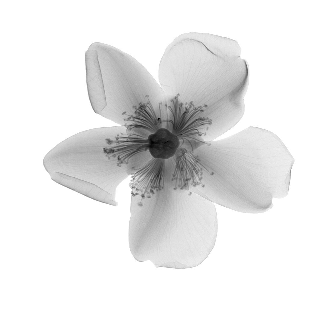 Anemone flower, X-ray