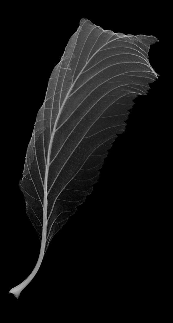 Horse chestnut leaf (Aesculus hippocastanum), X-ray