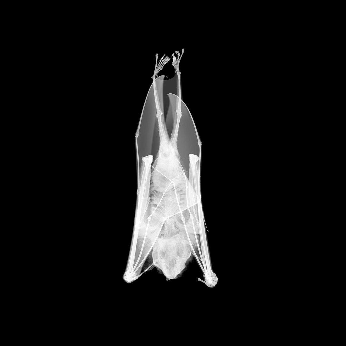 Flying fox, X-ray