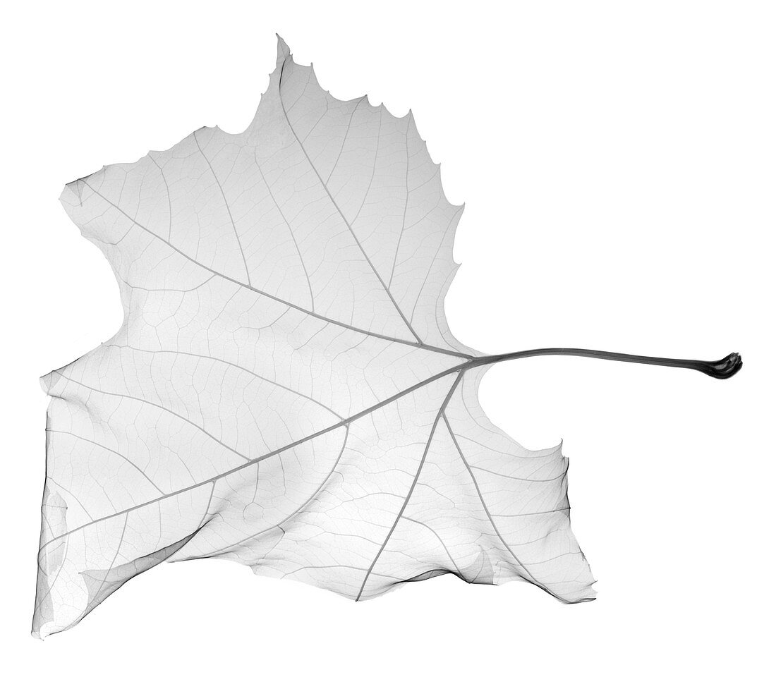 Maple leaf (Acer sp.), X-ray