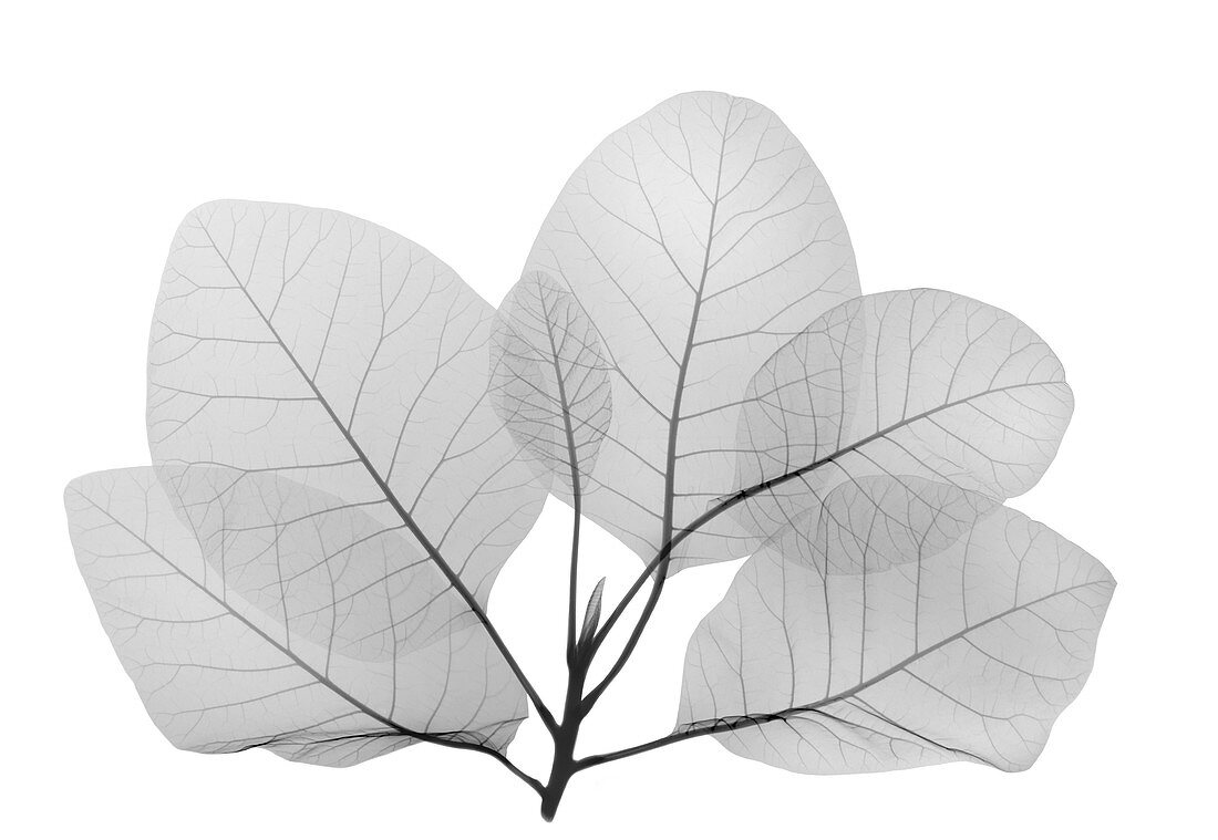 Smoke bush leaves (Cotinus sp.), X-ray