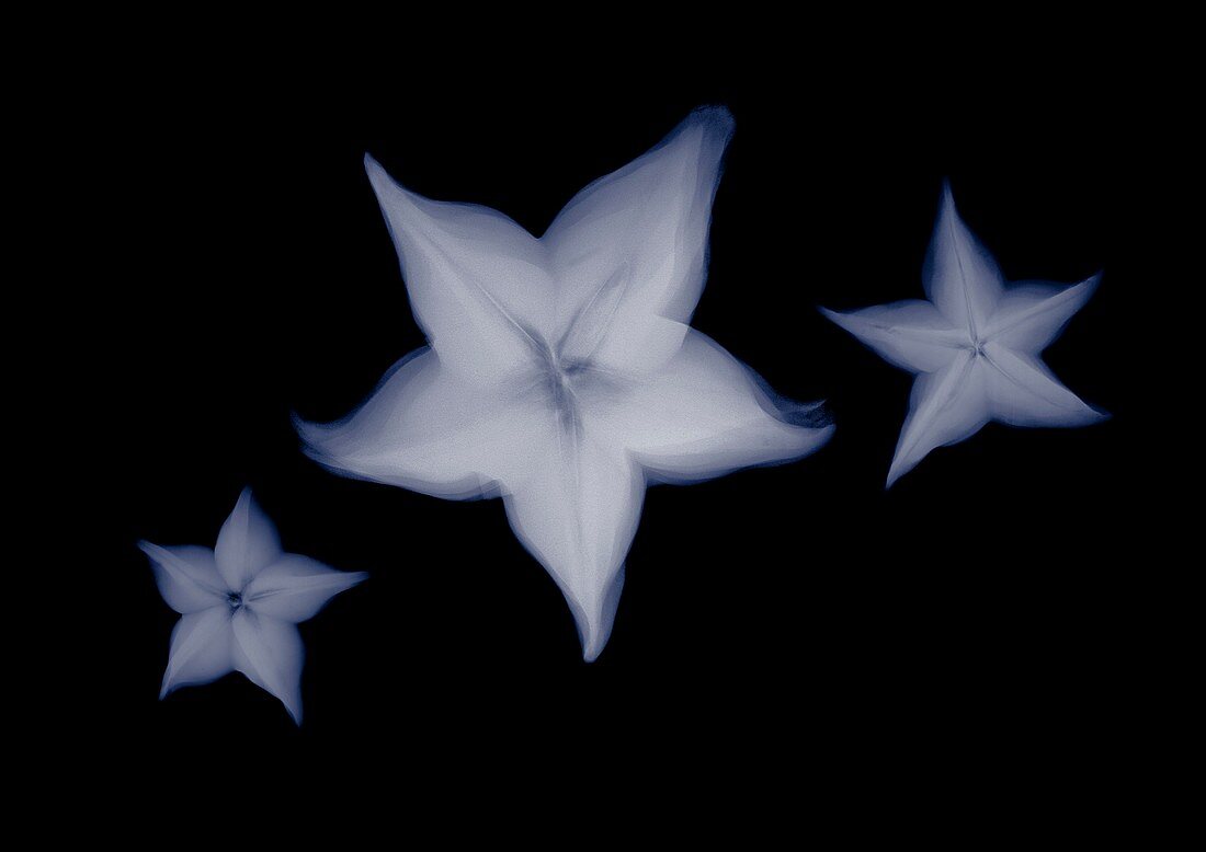 Three star fruit (Carambola sp.), X-ray