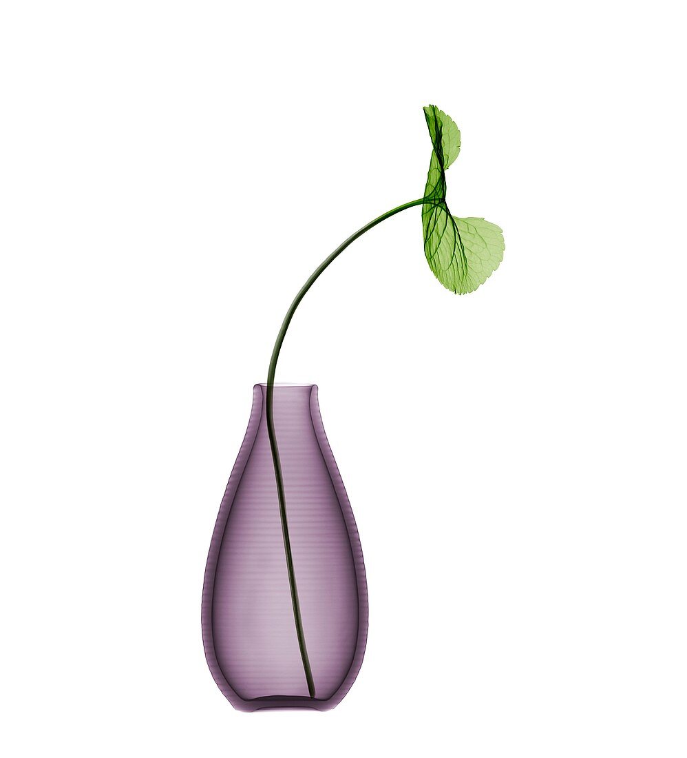 Violet (Viola odorata) leaf in vase, X-ray