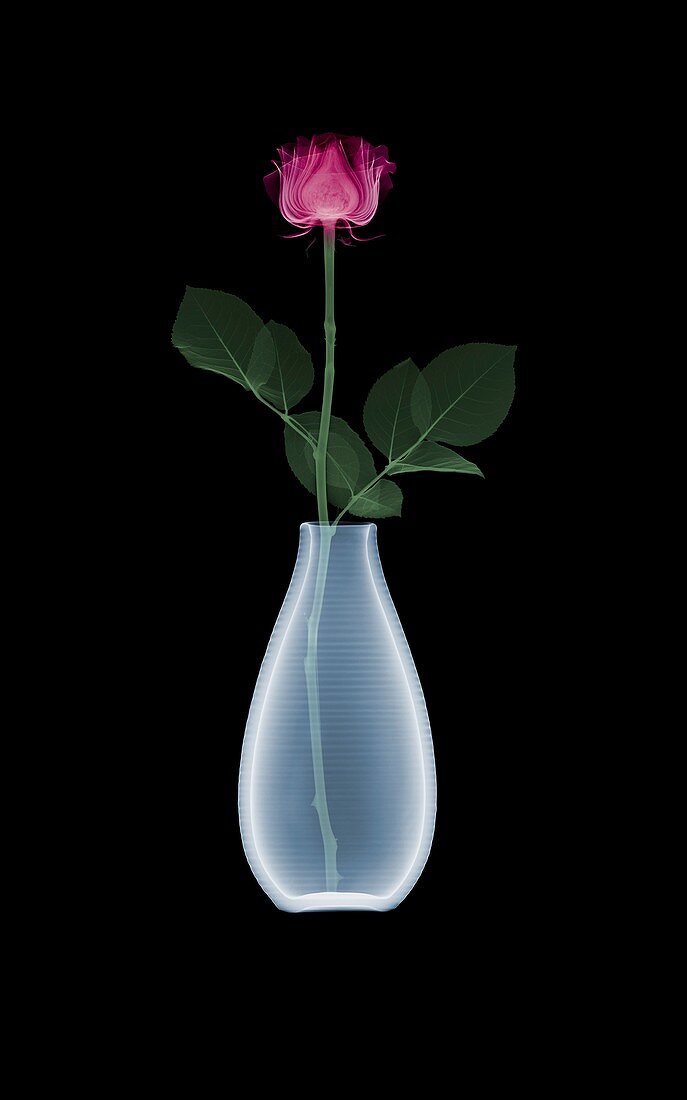Rose (Rosa sp.) in vase, X-ray