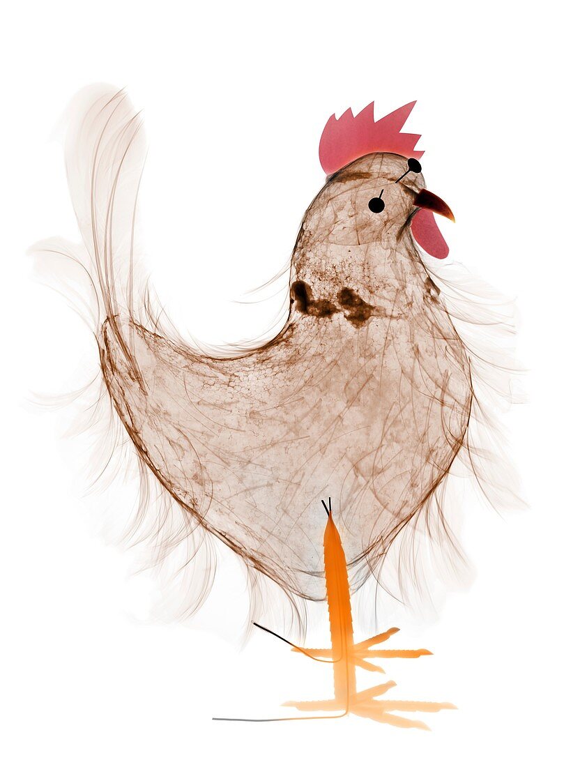 Collage hen, X-ray