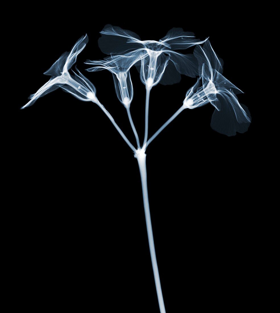 Primrose flower (Primula sp.), X-ray