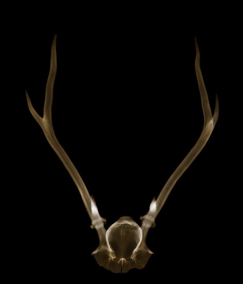 Antlers, X-ray