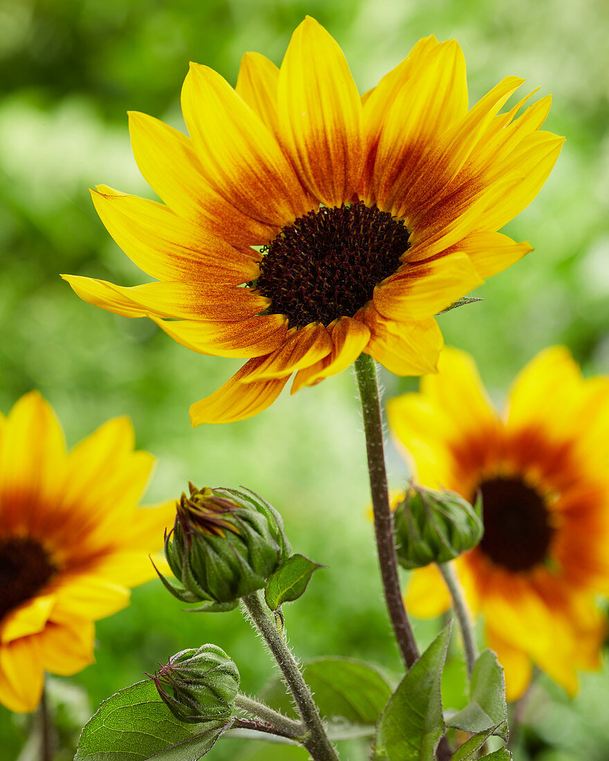 Helianthus Sunbelievable 'Brown Eyed Girl'