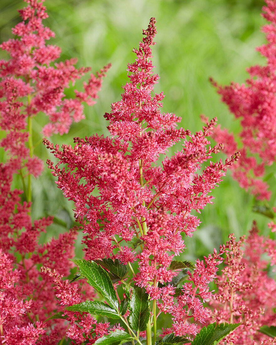 Astilbe 'Younique Ruby Red'