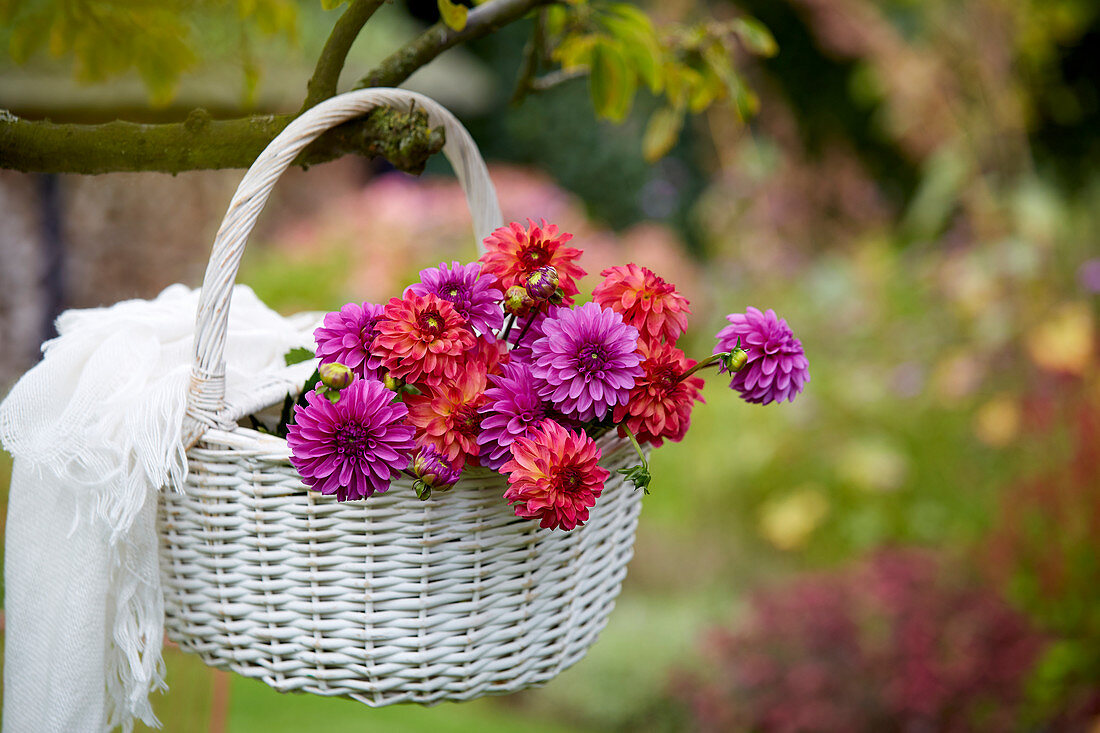 Basket with Dahlias