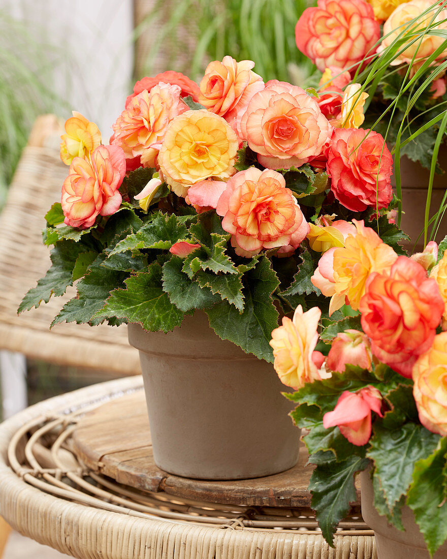 Begonia On Top® 'Sunset Shades'