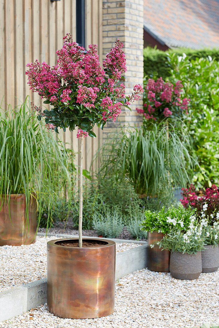 Lagerstroemia Berry Dazzle