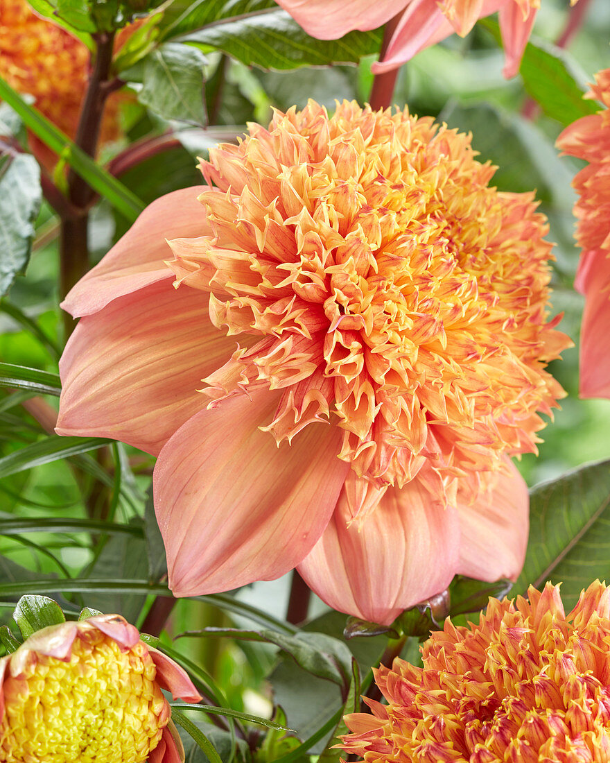 Dahlia Golden Anemoon