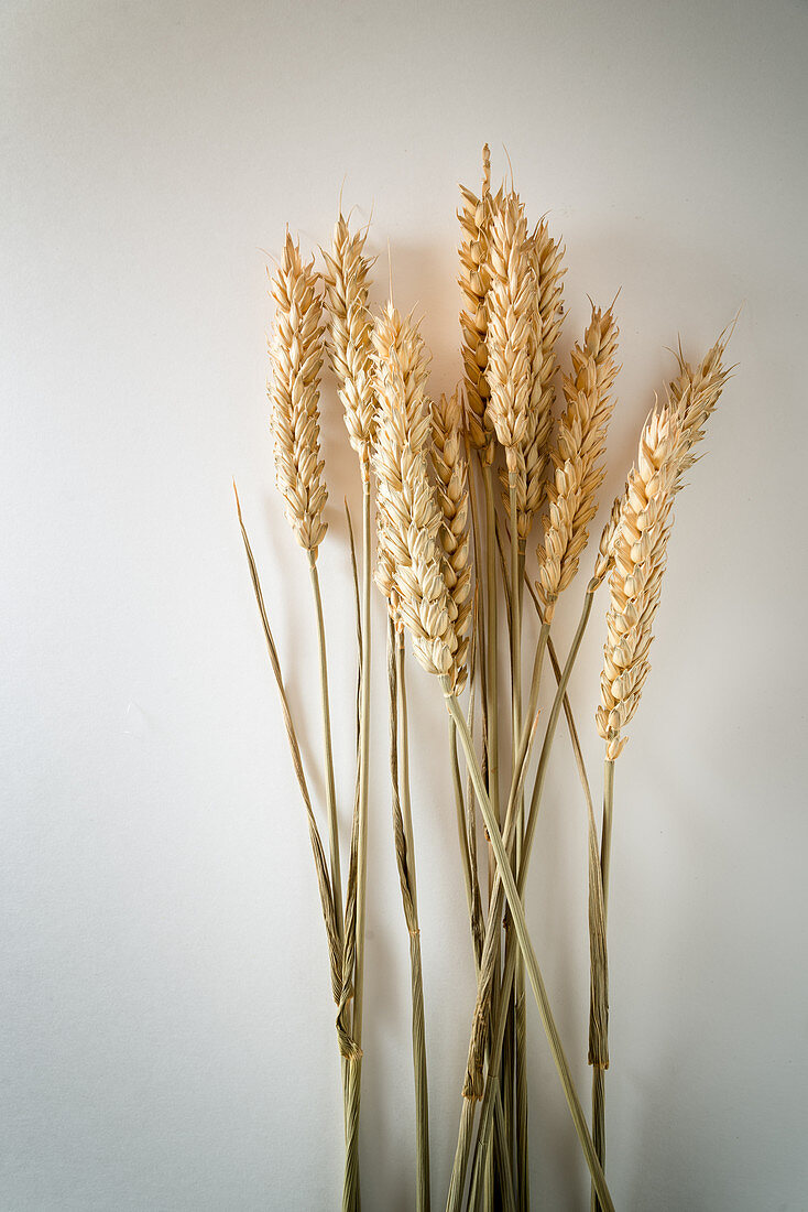 Wheat on white surface