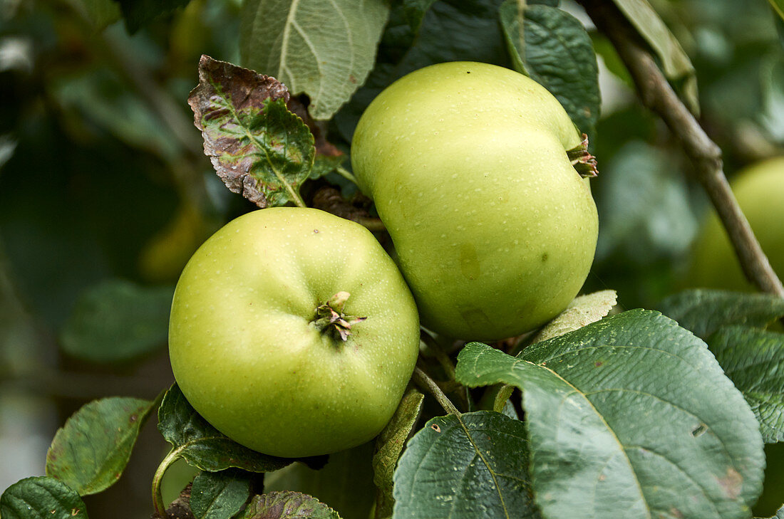 Green apples in a tree