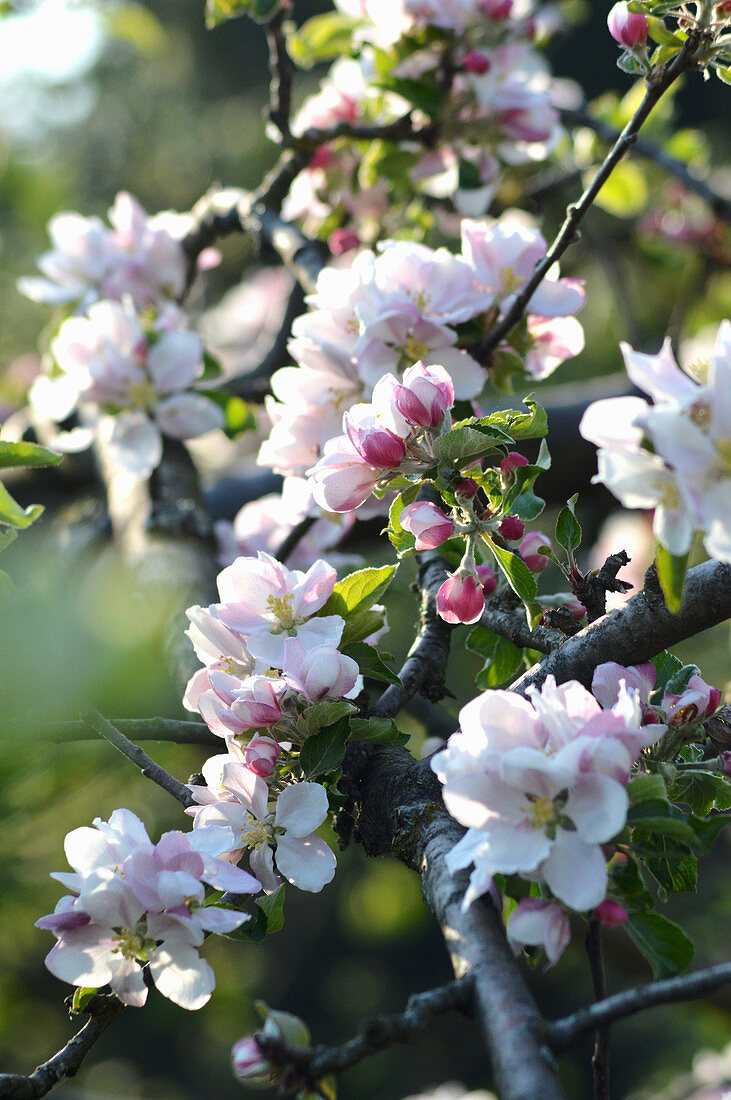 Apfelblüten am Baum