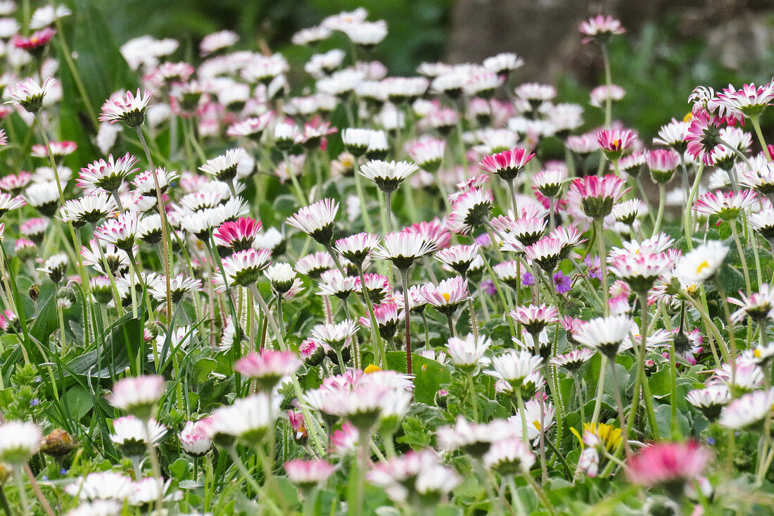 Daisies in grass