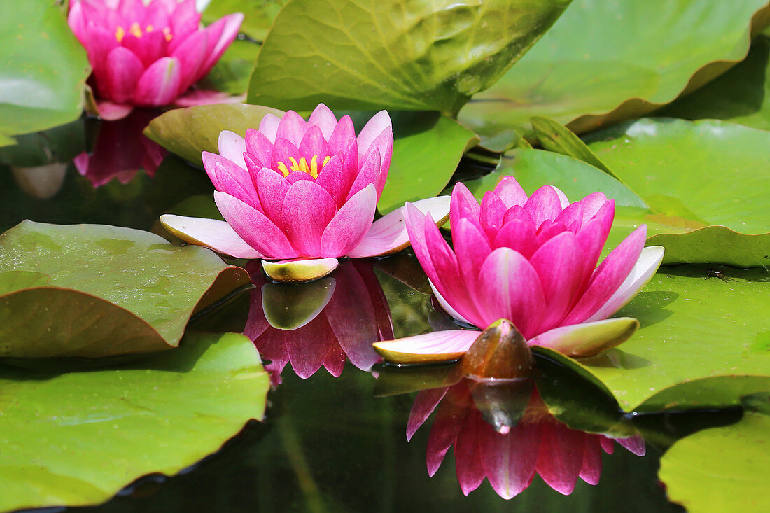 Seerose 'Laydekeri Lilacea'