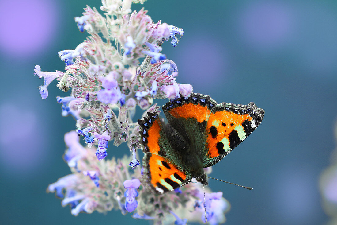 Schmetterling 'Kleiner Fuchs' an Blüte